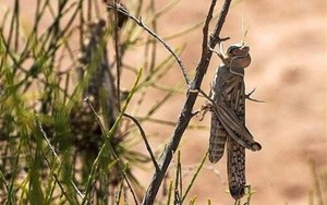 پایگاه جامع مدیریت بحران‌های طبیعی و انسان‌ساز