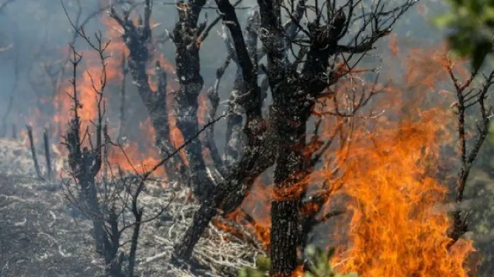 مهار ۸۰ درصدی آتش‌سوزی جنگل‌های الیت چالوس با عملیات گسترده امدادی